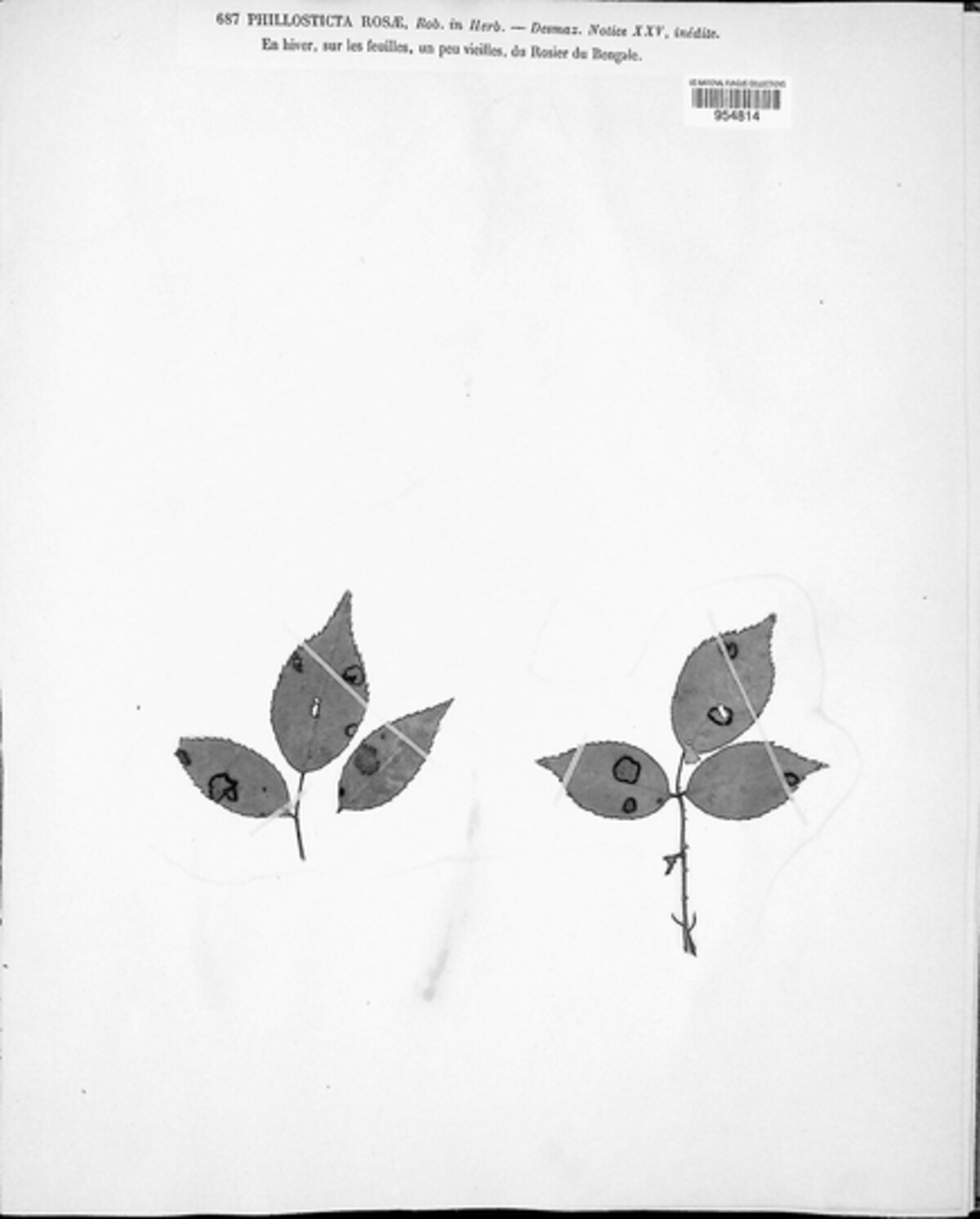 Phyllosticta rosae image